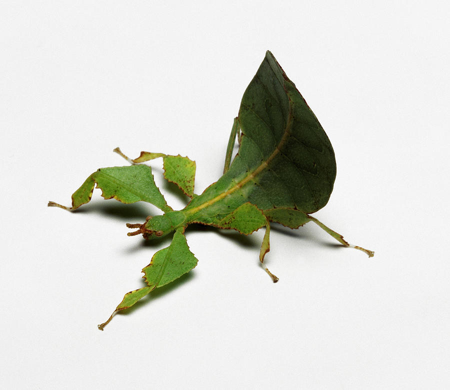 Leaf Insect, studio shot #1 Photograph by Simon Murrell