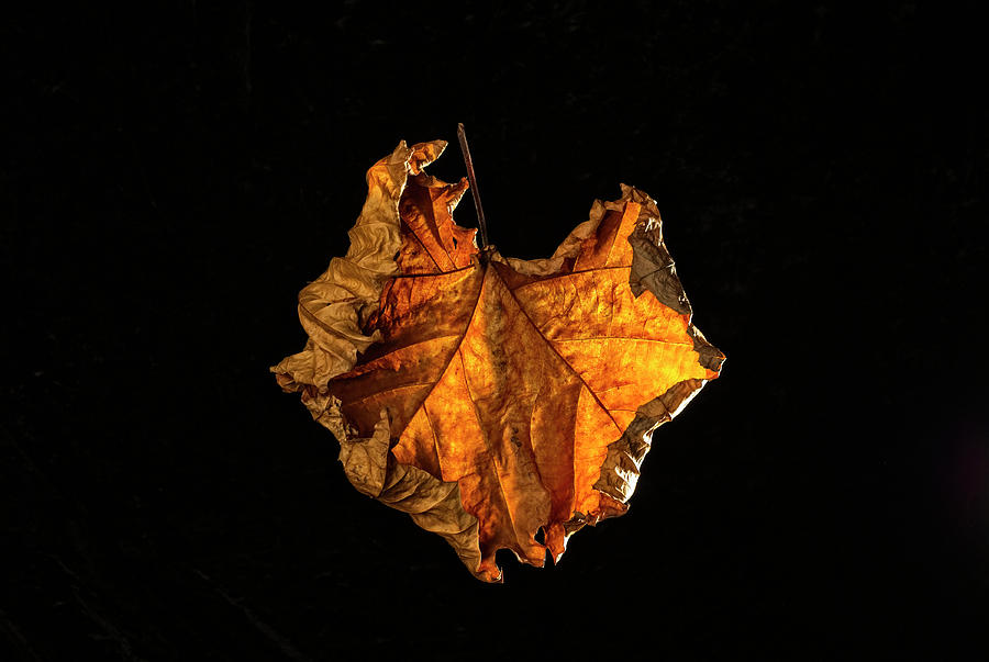 Leaf Study #1 Photograph by Rod Kaye