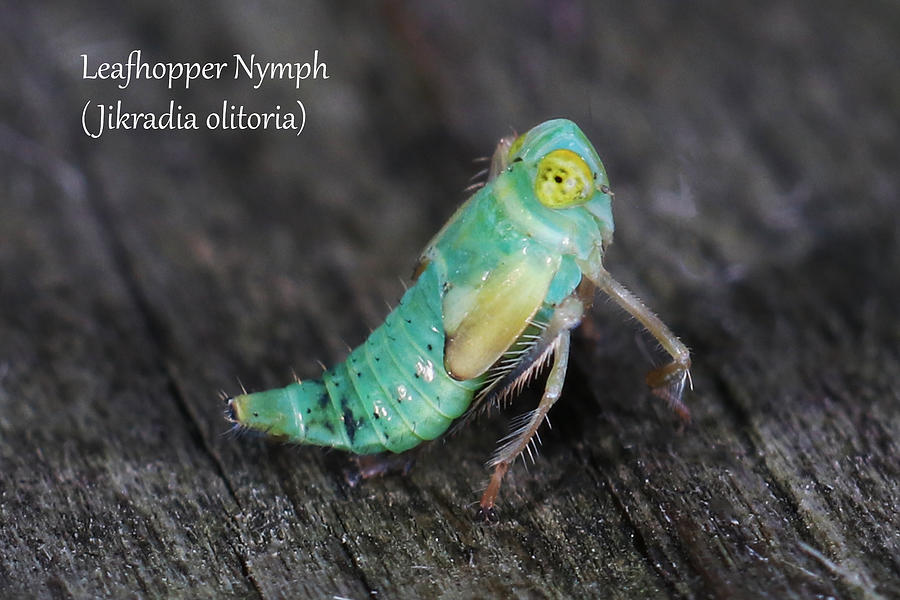 Leafhopper - nymph #1 Photograph by Mark Berman