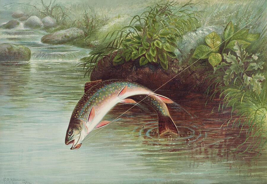 Nature Painting - Leaping Brook Trout #2 by Samuel Kilbourne