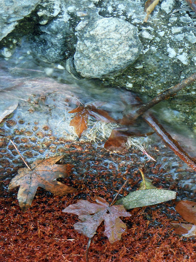 Leaves and Water 2 #1 Photograph by Deborah Ann Good