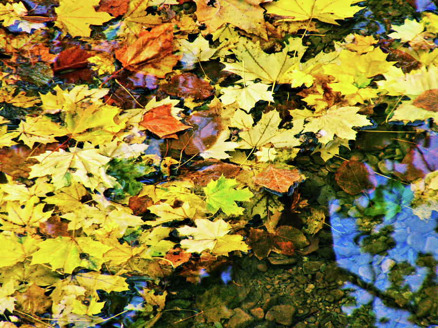 Leaves in the Stream Photograph by Christopher Reed
