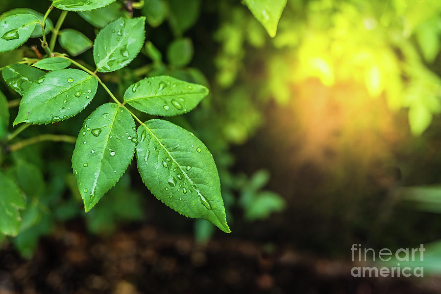Leaves Moistened With Raindrops In A Garden In The Morning, Background With Negative Space. Photograph