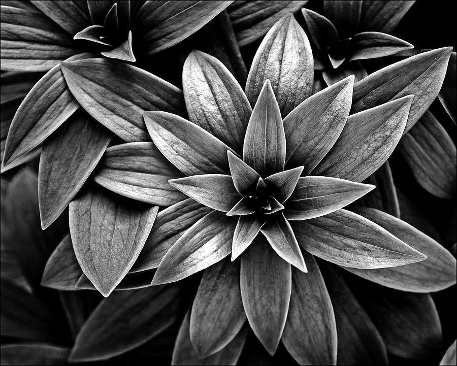 Leaves of Martagon Lily #3 Photograph by Jarmo Honkanen