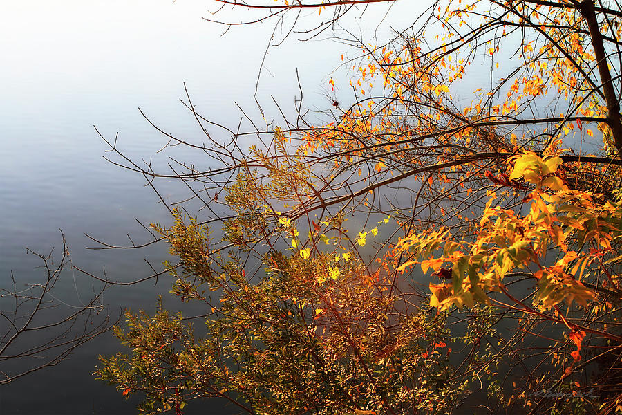 Leaves of Orange -2 #1 Photograph by Alan Hausenflock