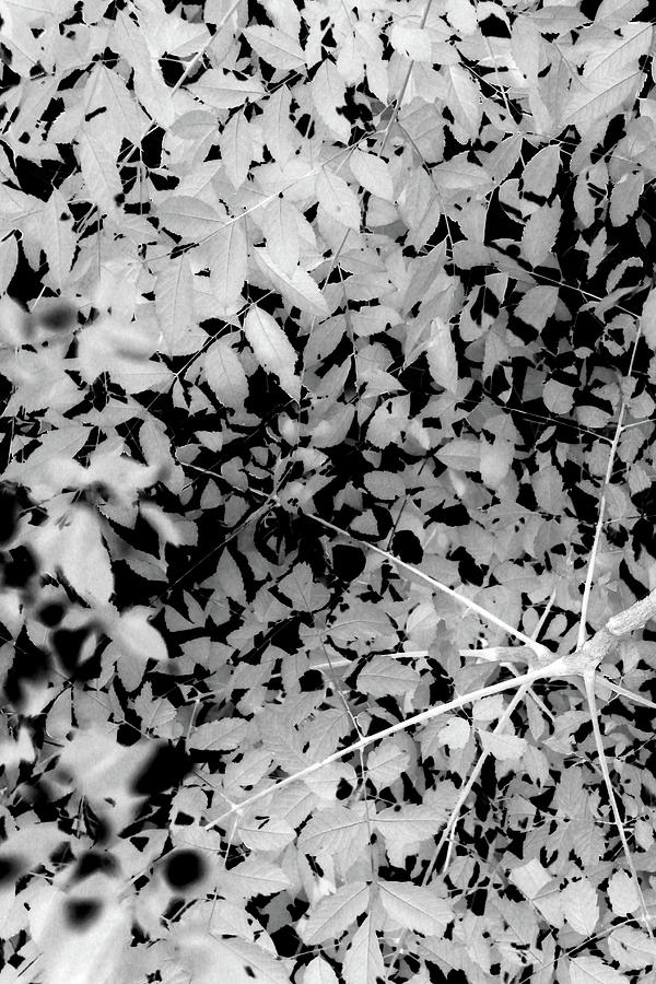 Leaves9384 #1 Photograph by Carolyn Stagger Cokley