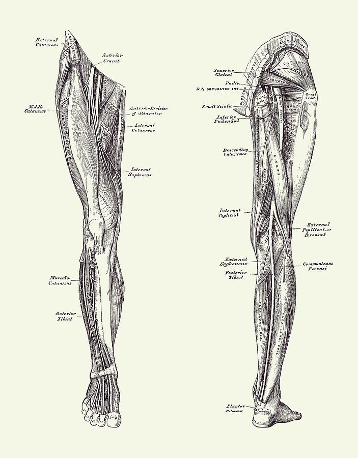 Leg Muscular System - Dual-View - Vintage Anatomy Print #1 Drawing by Vintage Anatomy Prints