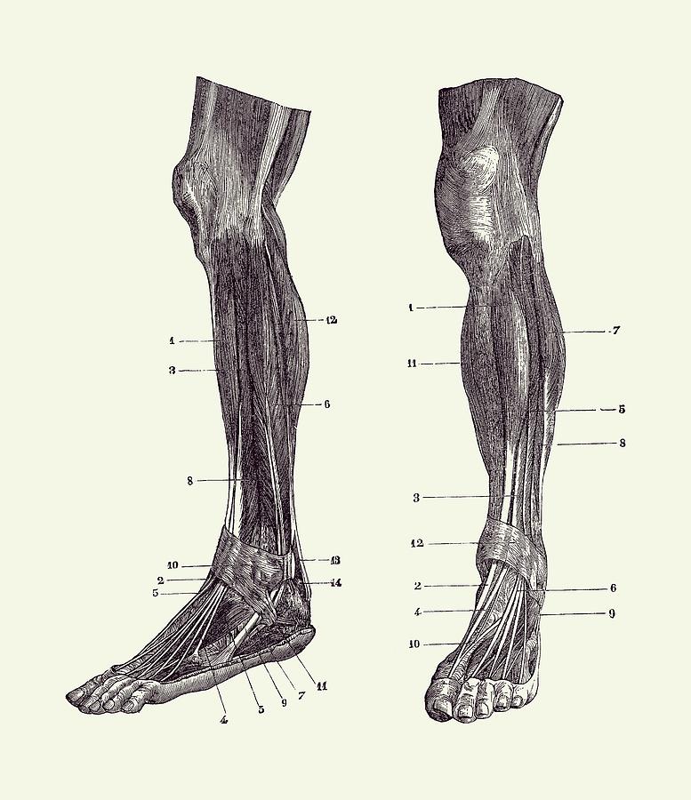 Leg Muscular System - Dual View - Vintage Anatomy #1 Drawing by Vintage Anatomy Prints