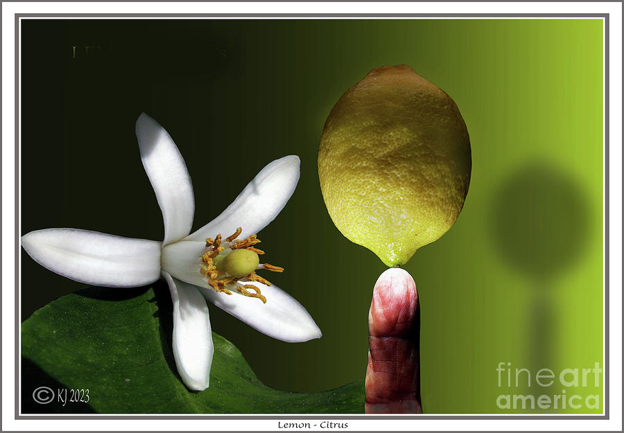 Lemon - Citrus #1 Photograph by Klaus Jaritz