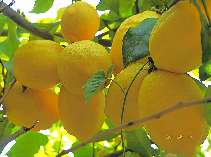 Lemons #1 Photograph by Richard Thomas