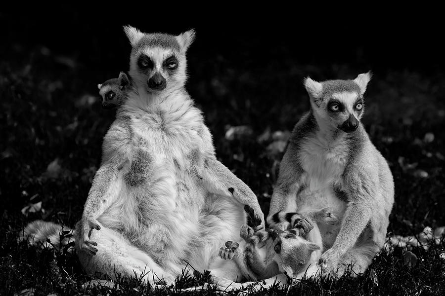 Animal Photograph - Lemur Catta Family #1 by Artur Bogacki