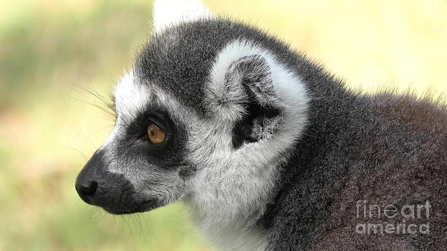 Lemur of Madagascar ring tailed #1 Photograph by Benny Marty