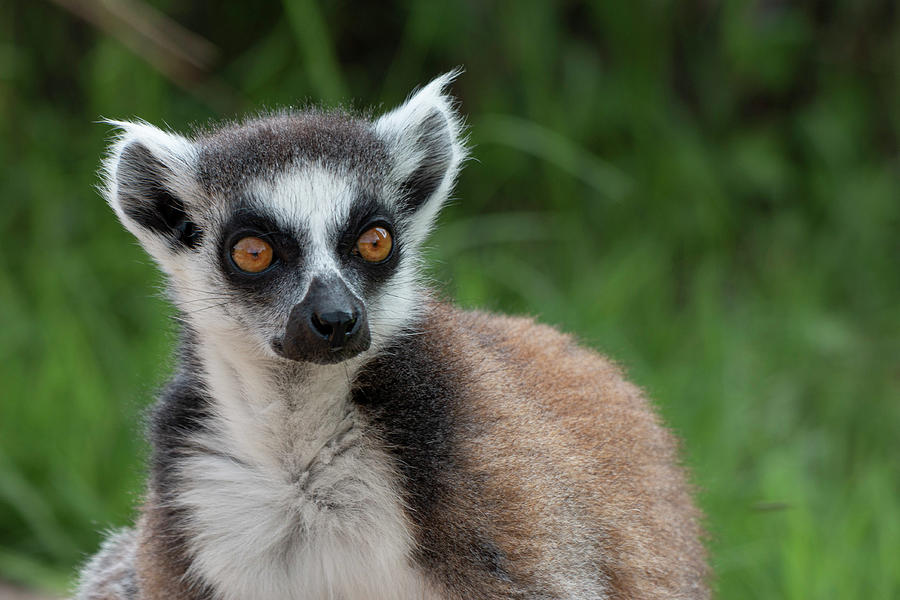 Lemur #1 Photograph by Pietro Ebner