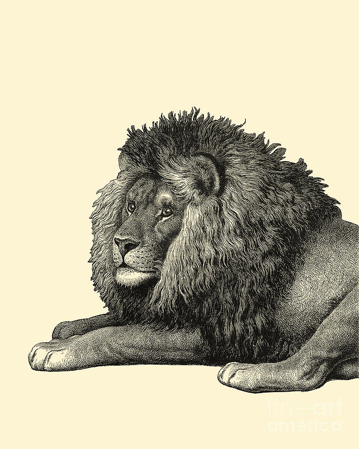 Lion Digital Art - Leo #1 by Madame Memento