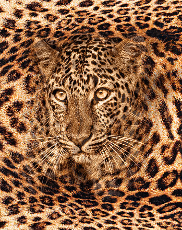 Leopard Fur Skin Design Pattern Print. Drawing