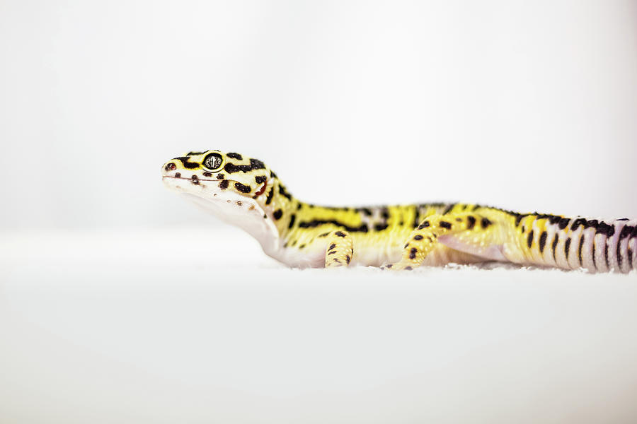 Leopard Gecko #1 Photograph by Jeanette Fellows