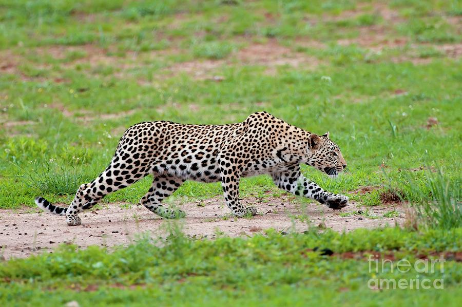 Leopard hunting Photograph by Tony Camacho