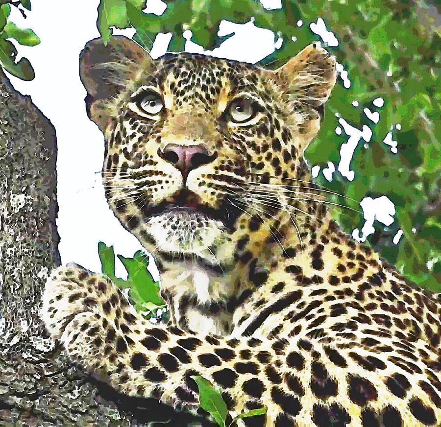 Leopard Looking Up #1 Photograph by Gini Moore