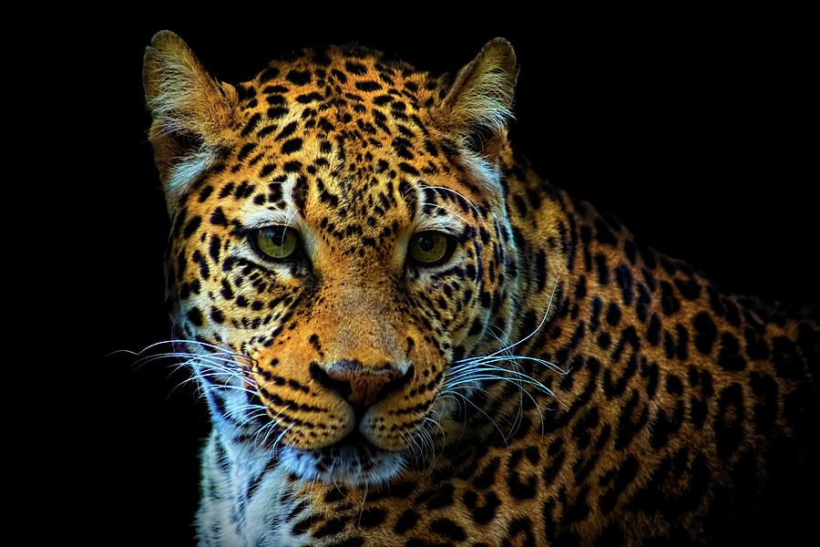 Leopard On Black Photograph by Ron Grafe