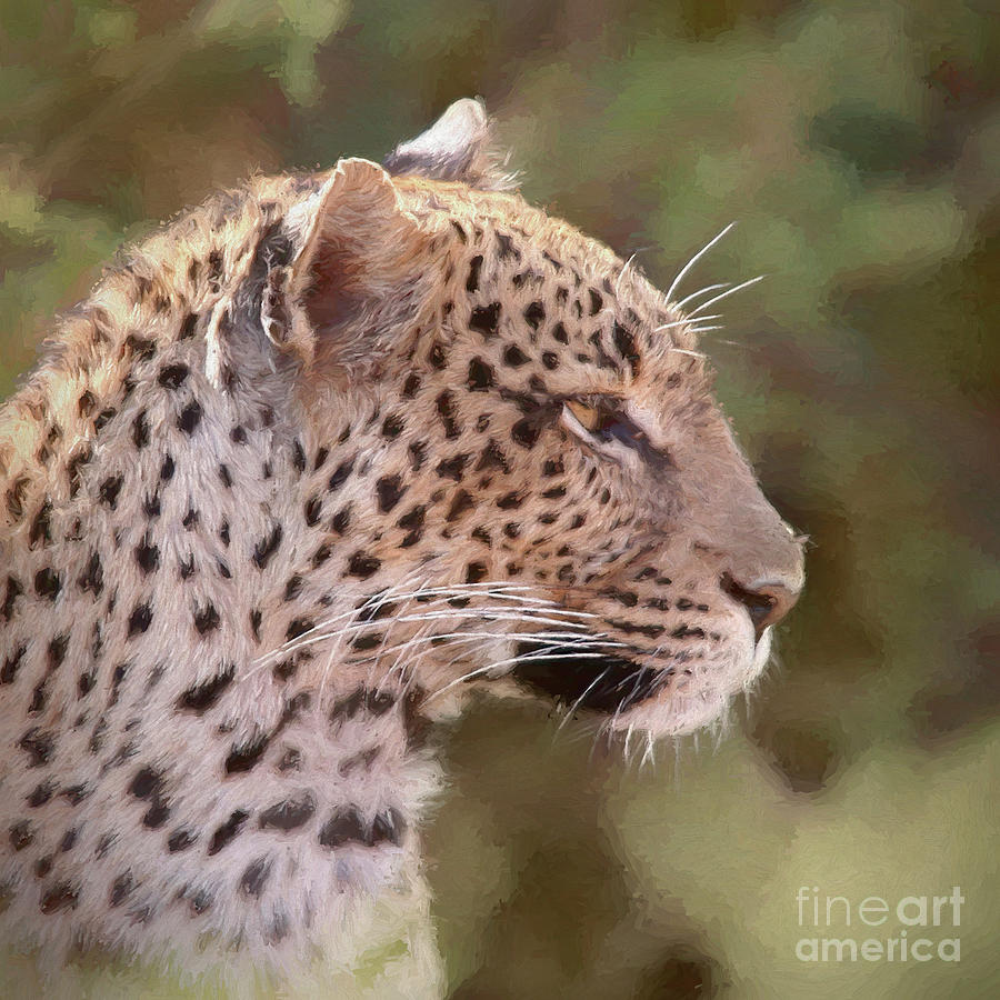 Nature Digital Art - Leopard portrait #1 by Liz Leyden