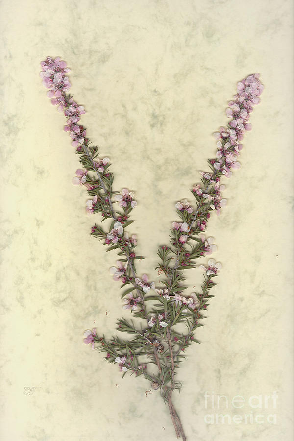 Leptospermum - Pink Cascade #1 Photograph by Elaine Teague