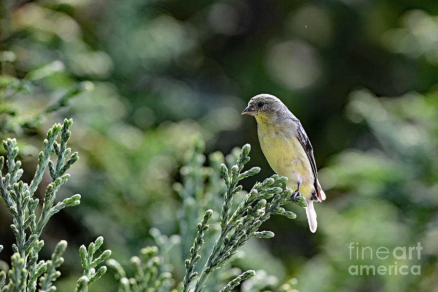 Lesser Goldfinch #1 Photograph by Amazing Action Photo Video
