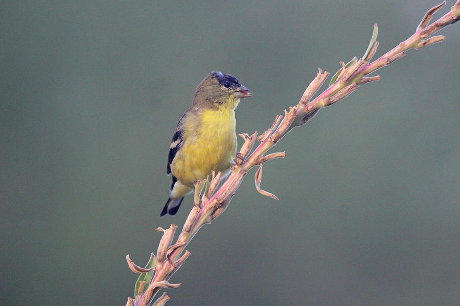 Lesser Goldfinch Photograph By Monica Donaldson Stewart Pixels