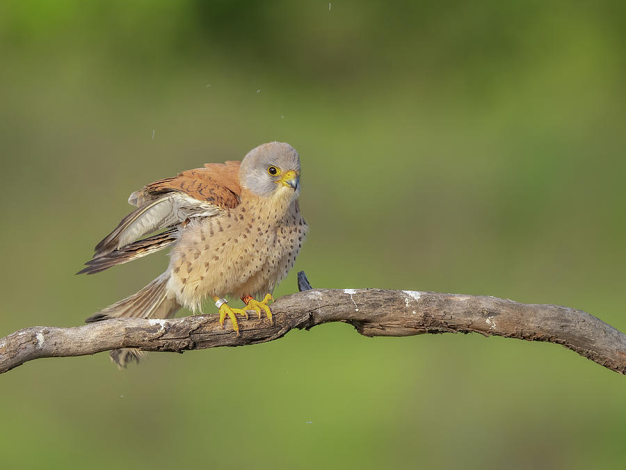 Lesser Kestrel - Falco Naumanni Photograph