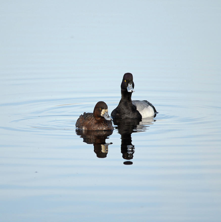 Lesser Scaup - Drake and Hen #1 Photograph by Whispering Peaks Photography