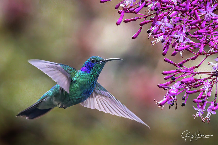 Lesser Violetear Hummingbird Photograph by Gary Johnson