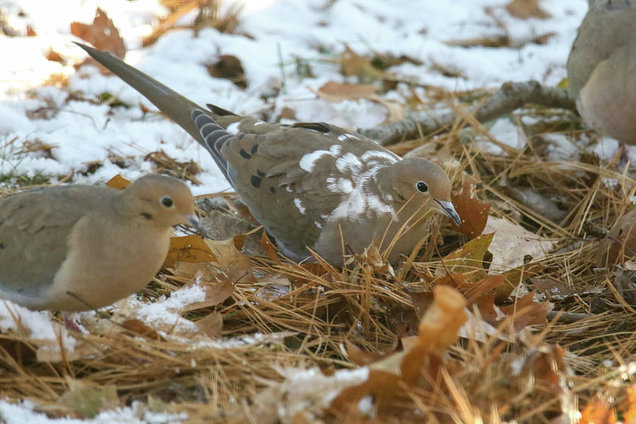Leucistic Mourning Dove #1 Photograph by Brook Burling