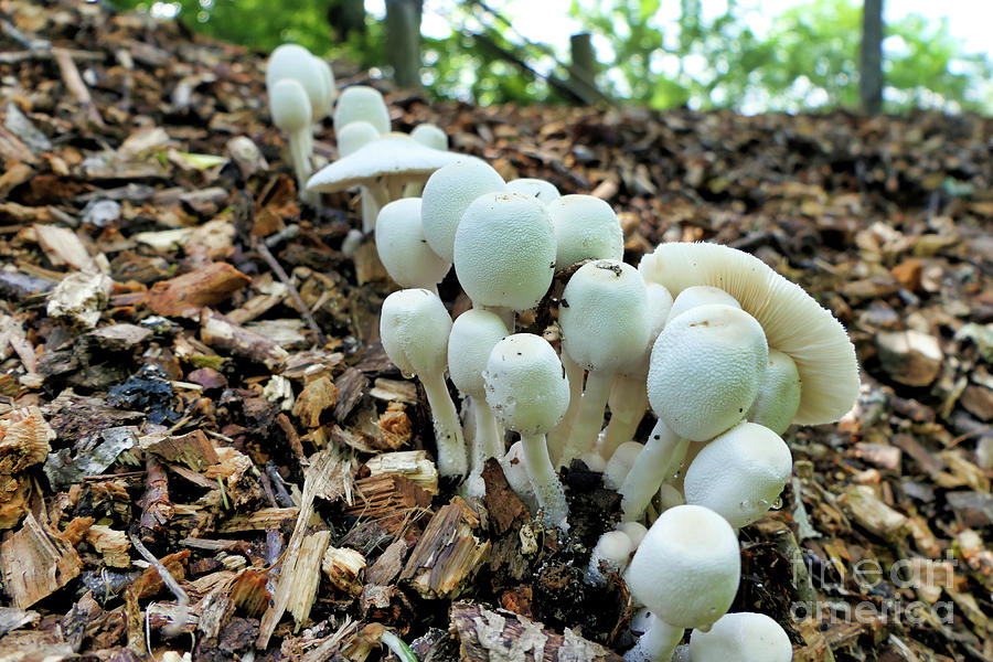 Leucocoprinus Cepaestipes Mushrooms Photograph by Stephen Farhall - Pixels