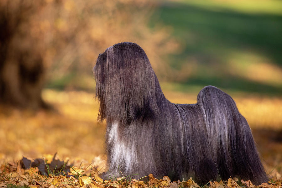 Lhasa Apso in Autumn Photograph by Diana Andersen