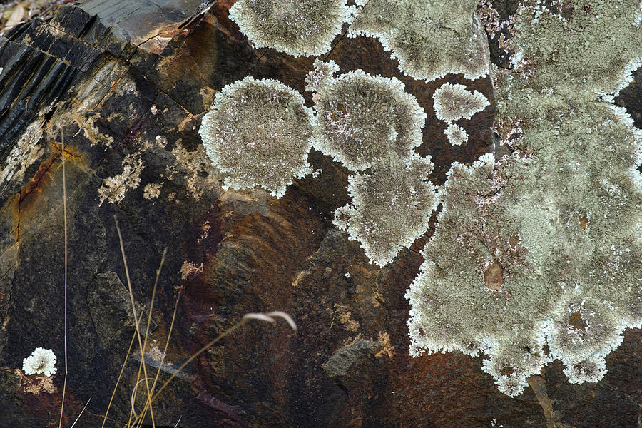 Lichen - Abstract #1 Photograph by Gary Browne