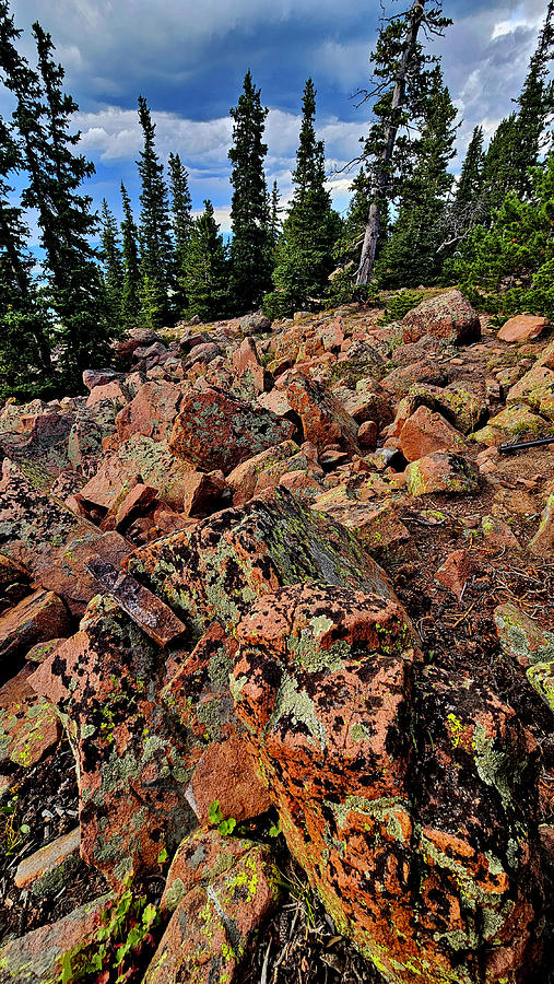 Lichen Garden along Pikes Peak Highway #1 Photograph by Ray Mathis