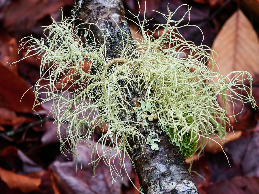 Lichen growing on a dead branch. #1 Photograph by Rob Huntley