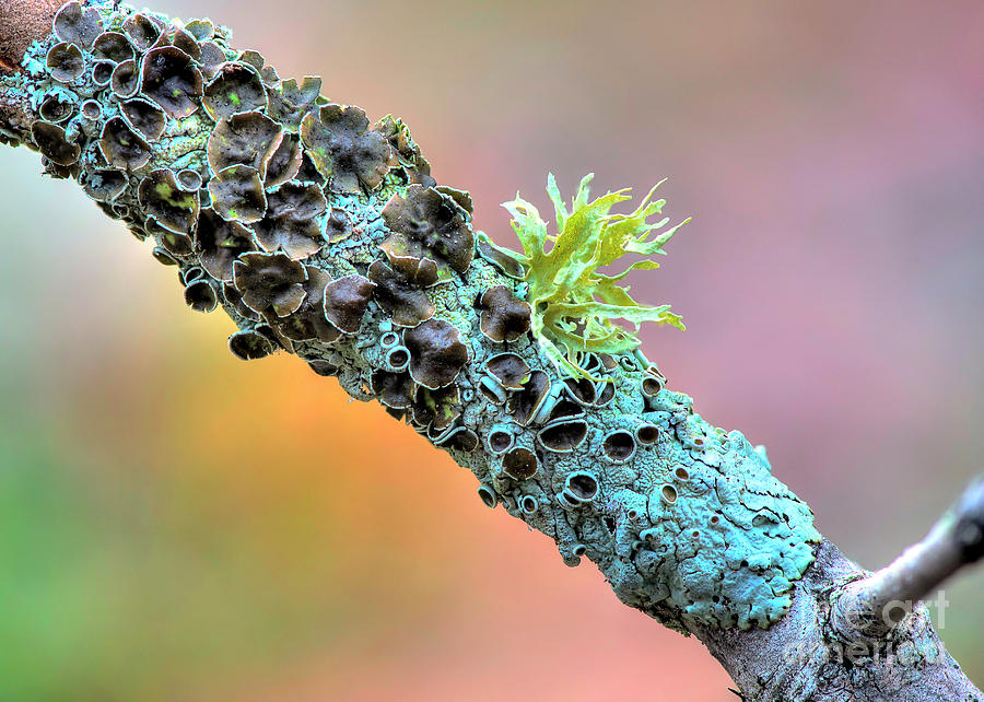 Lichen by Katie Joya Lichen by Katie Joya