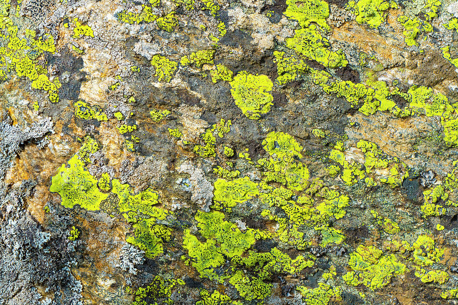 Lichens On Rock 20200803121099 #1 Photograph by TomiRovira - Fine Art ...