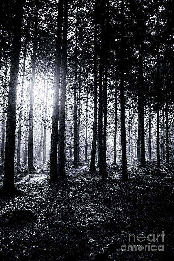 Light in the Forest #1 Photograph by David Lichtneker