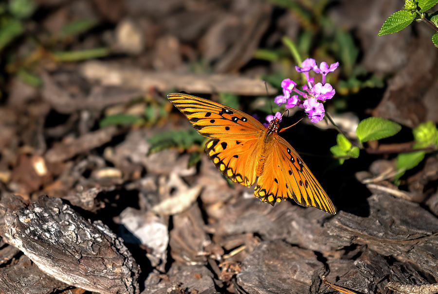 Light of a Butterfly #1 Photograph by Sandra Js
