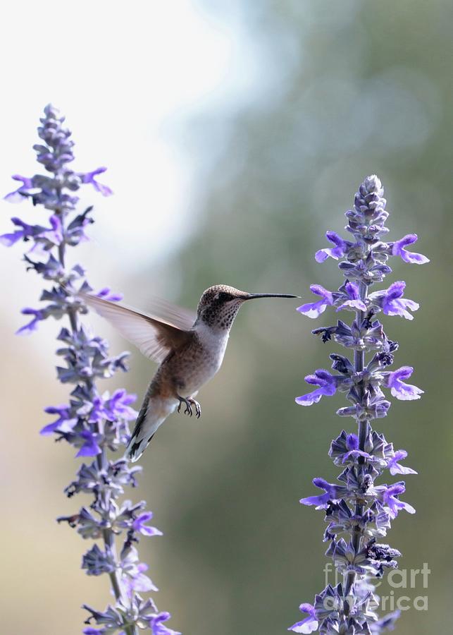 Light Touch Hummingbird #1 Photograph by Carol Groenen