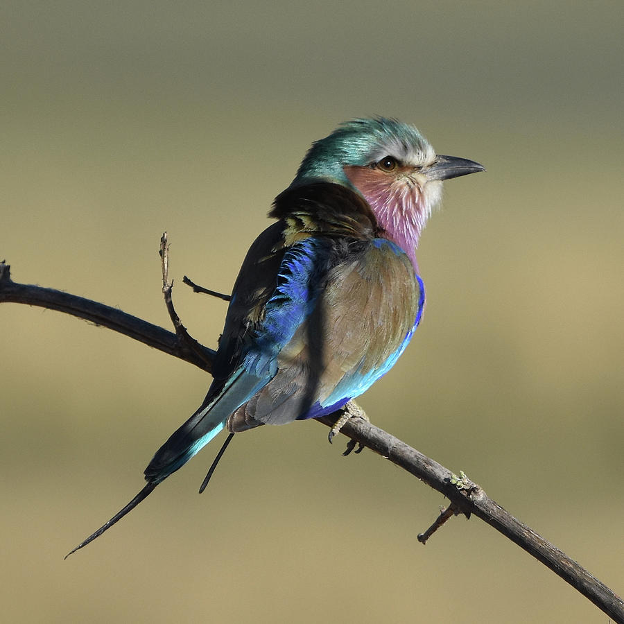 Lilac-breasted Roller #1 Photograph by Ben Foster