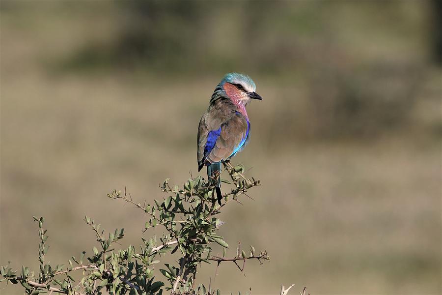 Bird Photograph - Lilac Breasted Roller #1 by Debbie Blackman