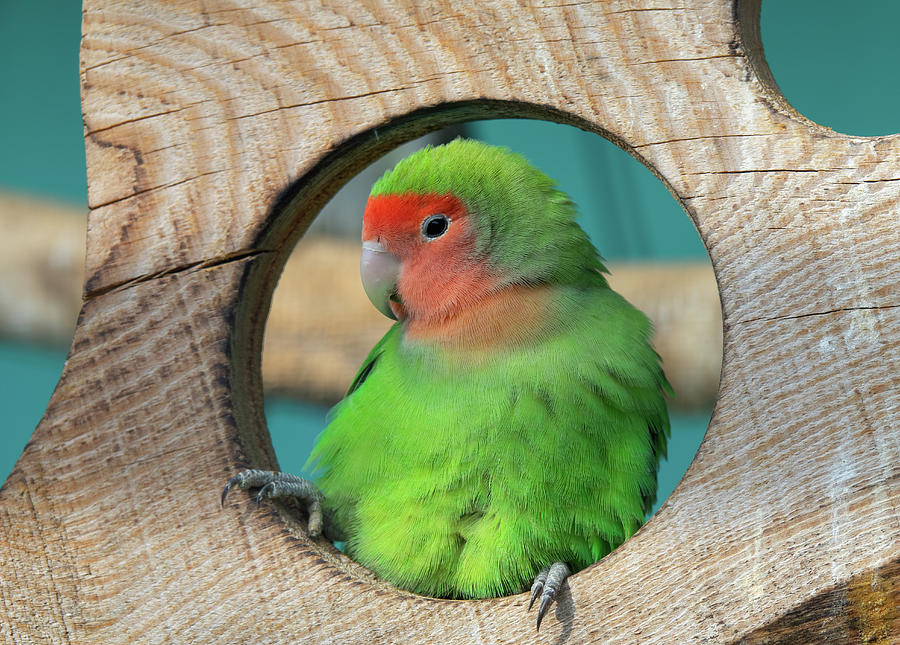 Lovebird Photograph - Lilians lovebird green exotic parrot bird #1 by Mikhail Kokhanchikov