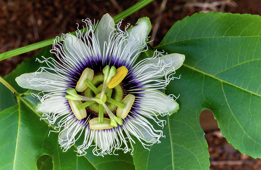 Lilikoi, The Passion Fruit Flower #1 Photograph by Doug Davidson