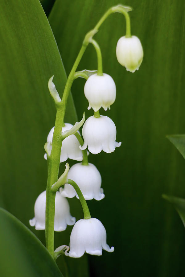 Lilly of the Valley #1 Photograph by Brook Burling