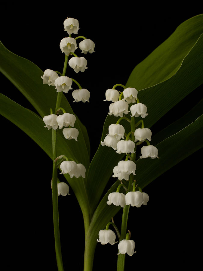 Lily of the Valley plant on black background. #1 Photograph by William Turner