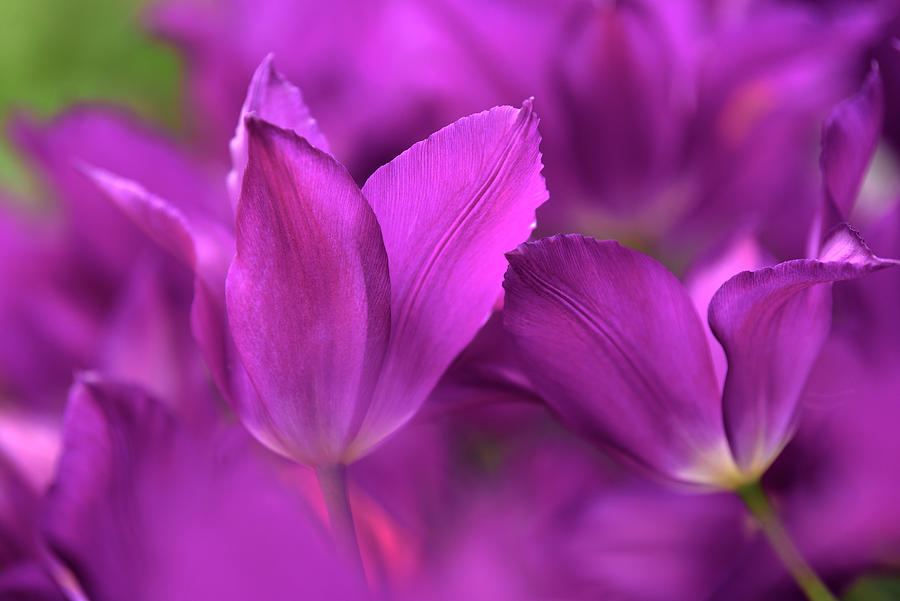 Lily-shaped Tulipa Purple Dream Photograph