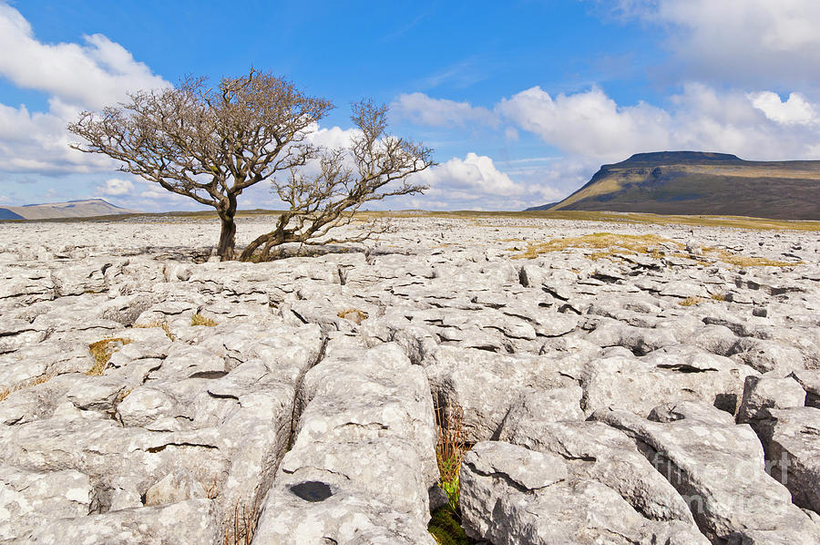 Limestone Pavement at White Scars, Ingleborough, Yorkshire Dales, England #1 Photograph by Neale And Judith Clark