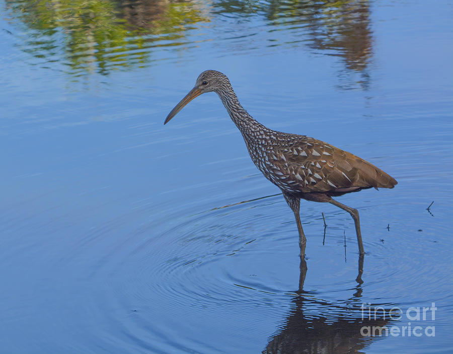 Limpkin are wading birds at Myakka River State Park in Sarasota ...